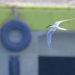 東京港野鳥公園　レンジャーブログ