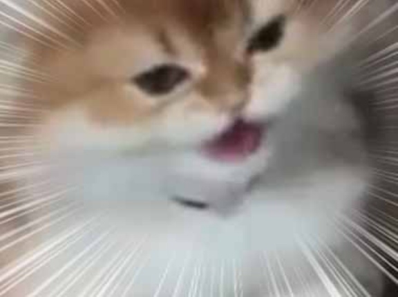 廊下から子ネコの叫び声が聞こえる。だんだん近づいてきた。何事ですか？ → こういうことでした…