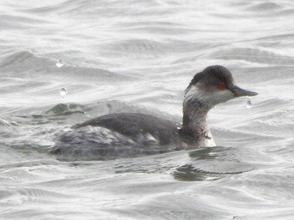 2026年1月20日の野鳥公園