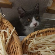 ダイソーで買った50円の種と330円のお人形