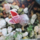 フクエジマカンアオイ