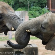 鼻はコミュニケーションツール♪