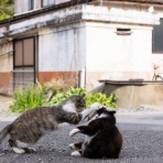 猫写真家・沖 昌之のブログ　野良ねこちゃんねる。　