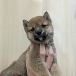静岡県沼津市 ペットショップワンラブ カインズ沼津店のスタッフブログ