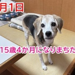 ガオだらけな日々　