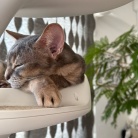 いぶし銀？ぼくさま