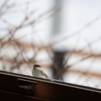 アナベルにかこまれて