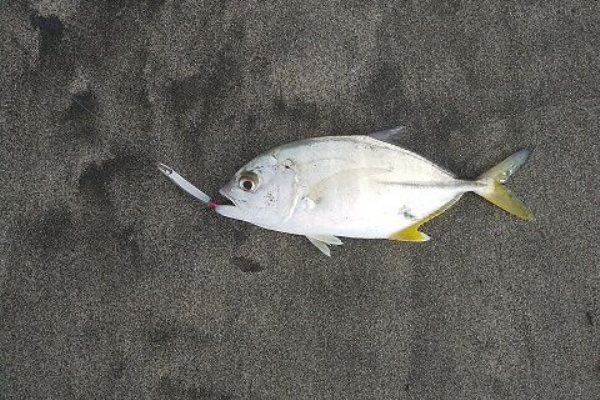台風後の豊浜サーフ釣行 タチウオ メッキ 釣 遊 飲 笑