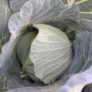 キャベツ、出勤しています