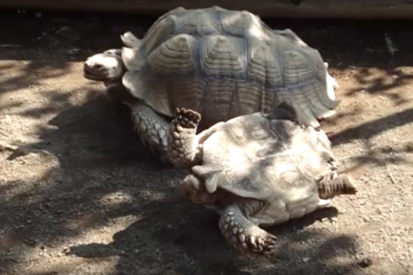 ドウツベ 癒し系どうぶつ動画まとめブログ カメ