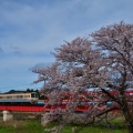 近江鉄道と桜②