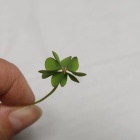 『【ピノ子日記】庭で五つ葉のクローバーを見つけました。』の画像