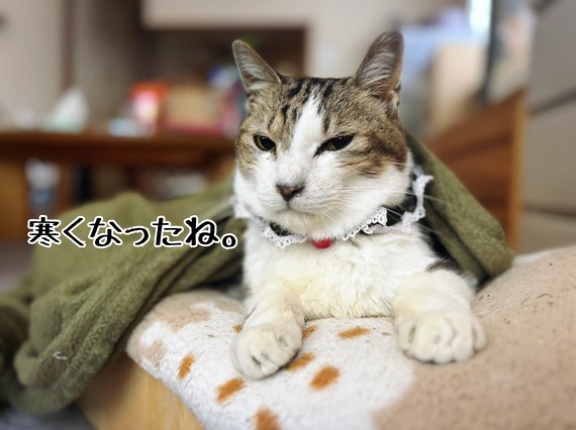 寒くなりましたね。