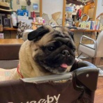 パグ・金太郎ブログ♪