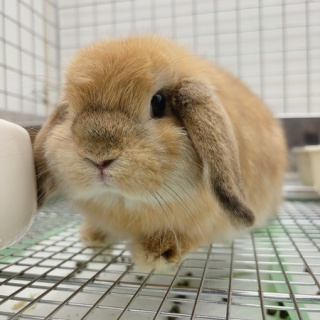 うさぎブログ　うさぎのしっぽ公式ブログ「日々しっぽ」