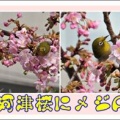 河津桜にメジロ