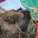 風の動物病院のブログ