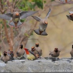 LuckyBookの野鳥不定期日記３＜備忘録＞