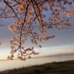 江戸川の畔（ほとり）