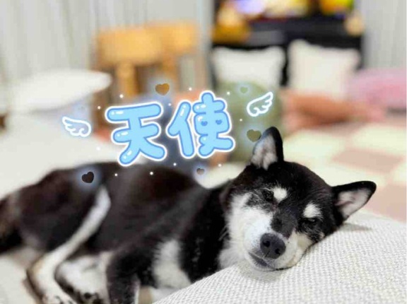 かぼすちゃんの移動式花屋さん、全力で準備中です！