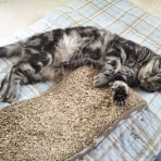 ～ 猫 様 日 和 ～