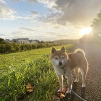 豆柴ぽんと北海道