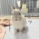 うさぎのルリ(2/11追記)