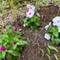 お花を植えよ🌸