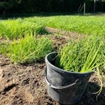 白子玉ねぎがおいしい林農園のblog