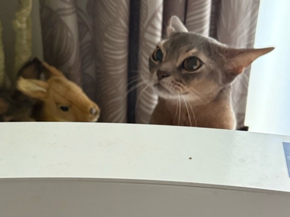 朝、変な音で起こされがち