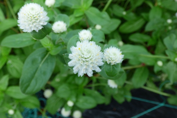 バド菜園 バドの自然と遊ぼうゆったり菜園らいふ 千日紅