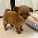 ペットショップ ワンラブ 愛知県 ららぽーと愛知東郷店 スタッフブログ