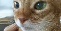 ひなちゃん、8回目の命日