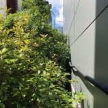 『剪定作業で・・・や・ら・れ・た・・・』の画像