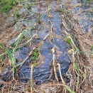 ほうれん草播種 & 玉ねぎの様子