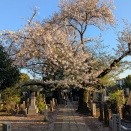 谷中の見ておきたい碑