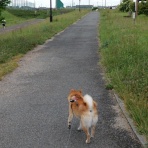 柴わんこと暮らす日々