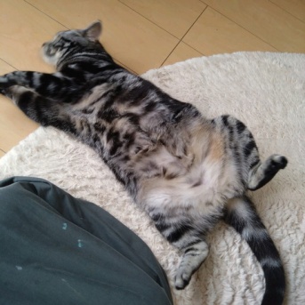 実物のﾈｺﾁｬﾝたちセカンド124