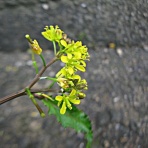 秋田野の花　道の花