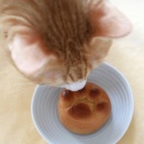 なごにゃんと猫。