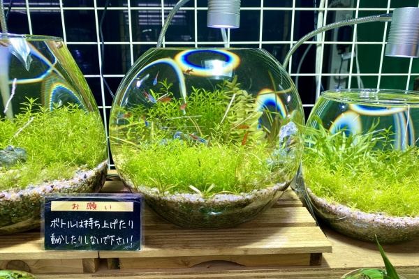 Sonoアクアプランツファーム水草情報局 年10月