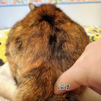 ボブテイル凛さんのお尻で目覚める。