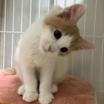 猫だらけ