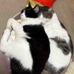 30代転職組・新間草海先生の『叱らないでもいいですか』