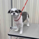ポメシーズー、シャンプーカット