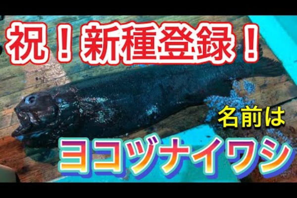 1m超 新種 深海魚ヨコヅナイワシ 生きもの 地球ってわくわくランド