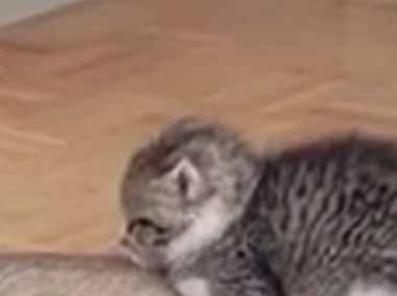 大きなイヌが床で寝ていた。失礼します♪ → 小さな子猫が休む場所はここです…