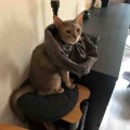 築地で買った本鮪の脳天と生タコ炙りが美味しかった♪