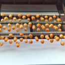 枯露柿づくり　2025