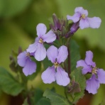 俳句の集い！望生の俳句